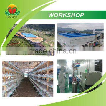 Most Popular Phellinus Linteus Extract photo-4