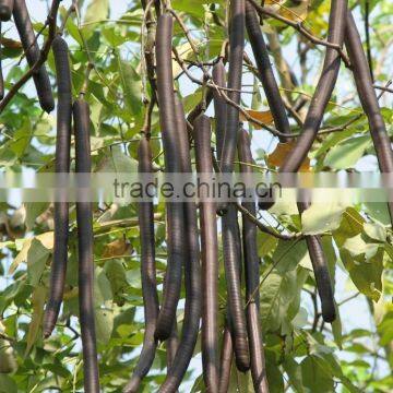 Cassia Fistula
