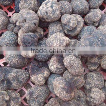 best sale for frozen summer truffle 2015