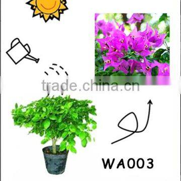 Bougainvillea Spectabilis