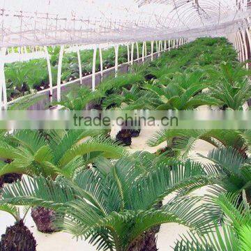 Flower Planting Hydroponic System/Hydroponic Garden photo-2