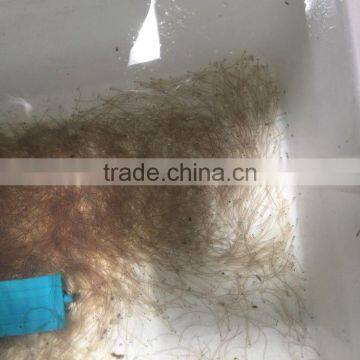 Glass Eel Anguilla Rostrata photo-3