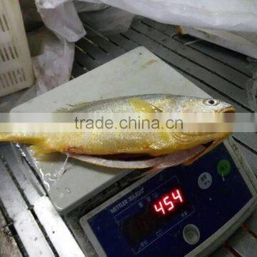 Frozen Yellow Croaker on Sale IQF 400-500g ,IWP photo-3
