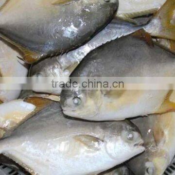 Fishing Net Delicious Frozen Golden Pomfret photo-2