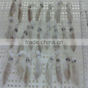 High Quality Whole Round Frozen Baby Squid for Sale photo-3