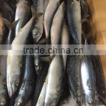 200-300g , seafrozen , pacific mackerle , 15kg ctn