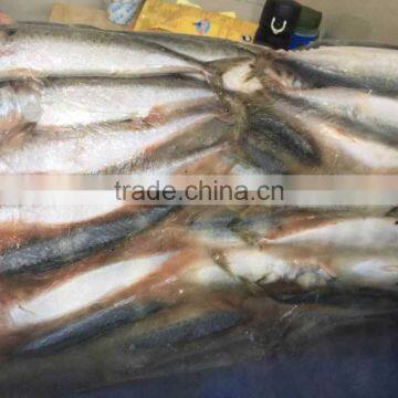 Landfrozen Mackerel 200-300g photo-2