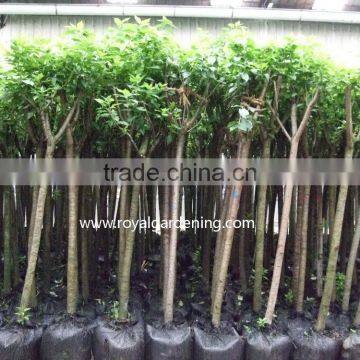 Prunus Serrulata Nursery photo-3