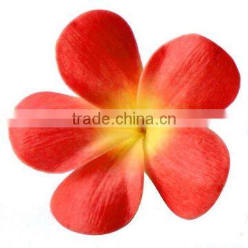 Plumeria frangipani flower head realistic look flower