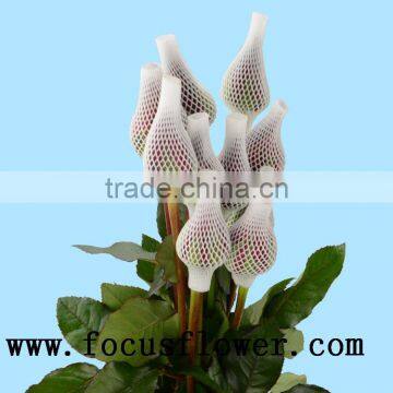 Fragrant Aroma Crazy Selling Black Rose Flower Roses Flowers Black Magic Rose for Wedding Decoration From Kunming Wholesale Fres photo-5