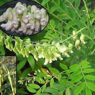 Matrine 98% HPLC, Sophora flavescens Extract, CAS No.: 519-02-8, botanical herbicide, plant pesticide