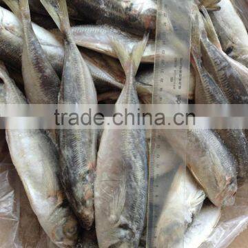 14cm 16cm 18cm 20cm trachurus horse mackerel