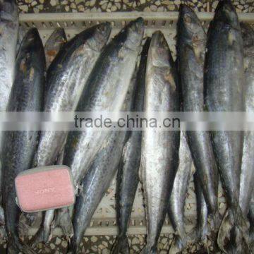 frozen spanish mackerel whole round