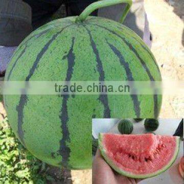 Scarlett Early maturity good quanlity hybrid watermelon seeds