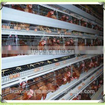 Broiler Battery Cages With Automatic System photo-3