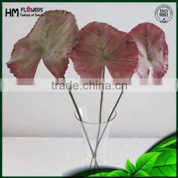 Ornamental Foliage Plants