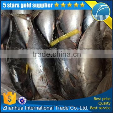 Frozen bonito tuna, pacific bonito fish, small tuna fish whoele round