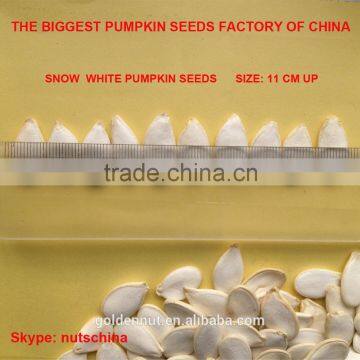 PUMPKIN SEEDS FOR IRAN UAE SAUDI ARABIA JORDAN RUSSIA 11cmup 13 cm up 11mm up 13 mm up photo-2