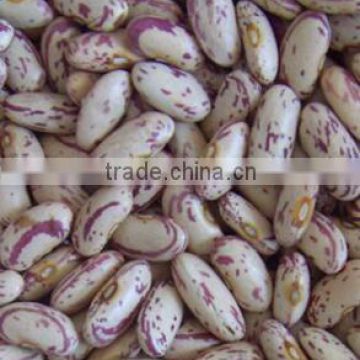 Long Shape Light Speckled Kidney Bean/Pinto Beans/Sugar Beans