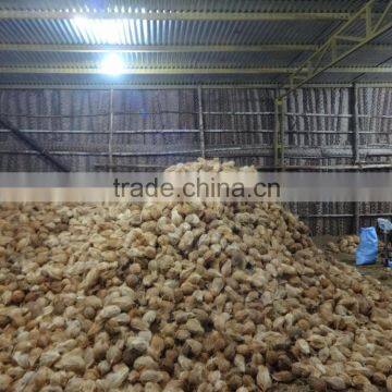 Matured Cocount photo-3