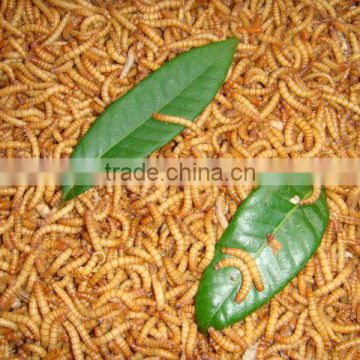 Organic chicken feed yellow mealworm