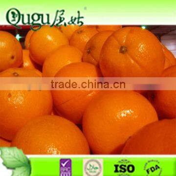 Big size navel Orange