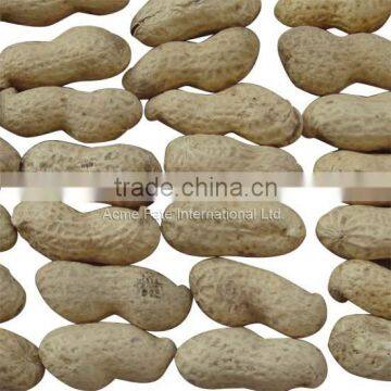 Delicious Organic Taste Peanut in Shell photo-6