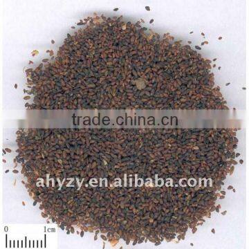 Plantain seed