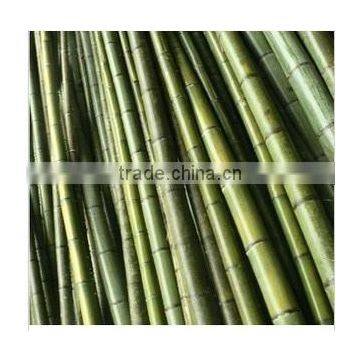 Nature Dried Bamboo Pole Diameter 2-10cm Height 6m for Sale photo-2