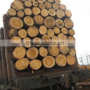 Timber Log / Sawlogs /Wood round logs