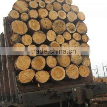 Timber Log / Sawlogs /Wood Round Logs