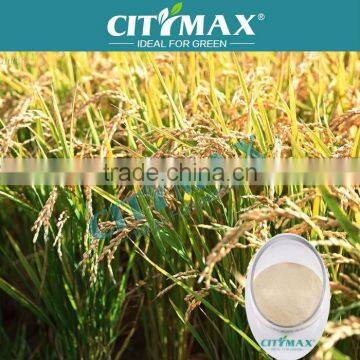 Amino Acid Supplement