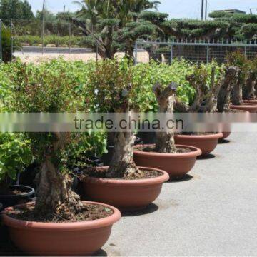 Pomegranate (Punica Granatum) Trees photo-4