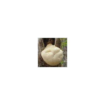 Monkeyhead Mushroom Extract/Hericium erinaceus