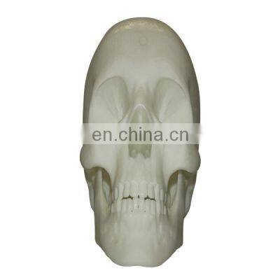 human skull 3d printing service sla printing human model human brain prototype rapid manufacturing