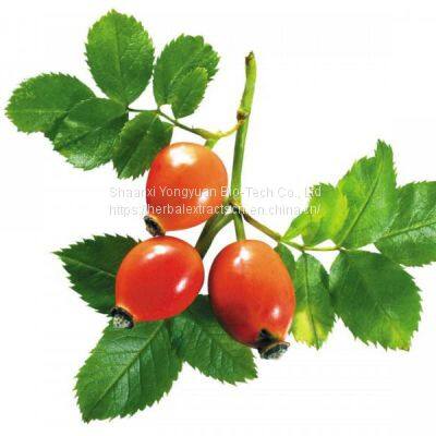 Rose Hip Extract Polyphenols 5%, Rosa rugosa Fruit Extract Vitamin C, Vitamin E, Roselle Extract, Yongyuan Bio