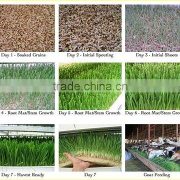 6-7 Days Hydroponic Machine for Growing Sunflower/Alfalfa, Hrdroponic Seeds Sprouting Machine (SMS/Whatsapp: +86-13213238287)
