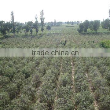 Chinese Dried Wolfberry ,2015 Ningxia photo-2