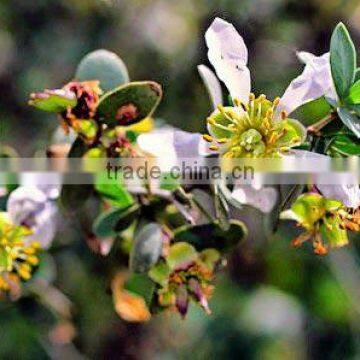 40ml Jojoba Oil