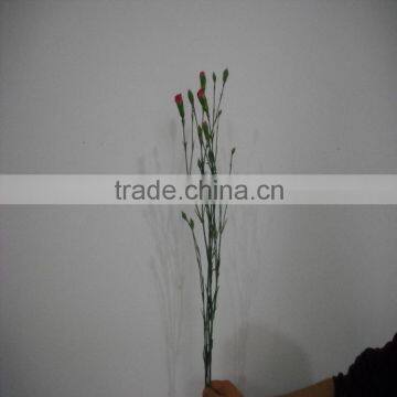 Elegant in Smell Factory Direct High Quality Flower Carnation photo-2