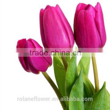 Top Quality Fresh Cut Pueple Tulip Flower for Wholesale photo-4