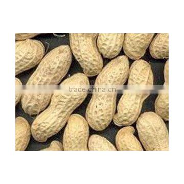 chinese groundnut with shell