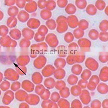 Blood smear mammal Individual microscope prepared slide