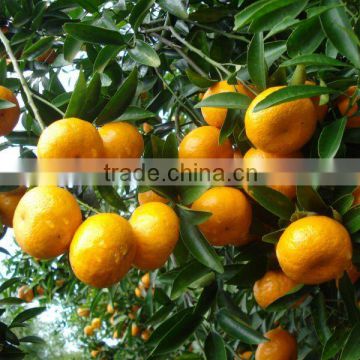 30-60mm nanfeng baby mandarin orange 15kg basket (sweet)