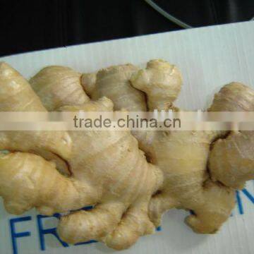 Shandong 200g-350 fresh ginger 2010 HACCP FDA ISO9001