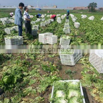 Ball Lettuce Fresh Lettuce photo-6