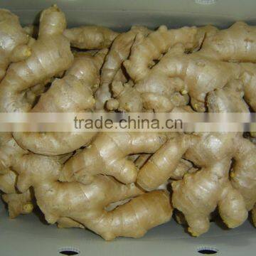 Fresh Ginger photo-4