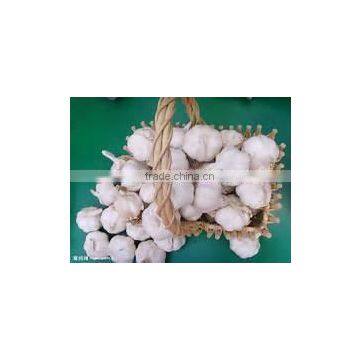 Bulk Spices of Chines Garlic