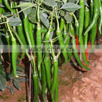 Freshing Eating Hot /Chilli Pepper Seed Fresh Hot No.1 photo-2