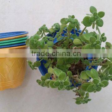 blue yellow purple plastic plant flower pot